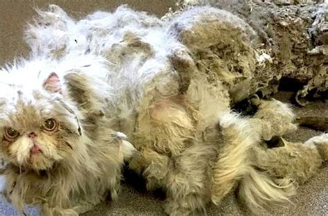 Cat Covered in Matted Fur Finally Gets the Care it Needs and Transforms