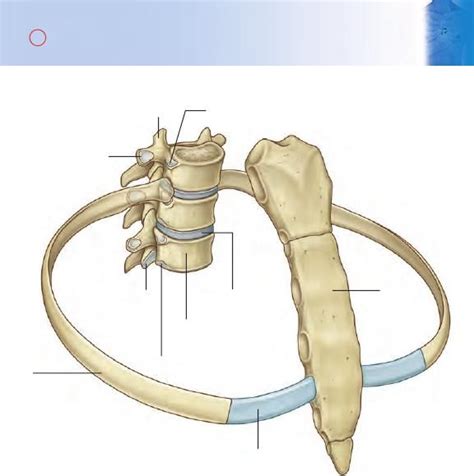 T Rax Flashcards Gray Anatom A Para Estudiantes Udocz Gray Anatomia