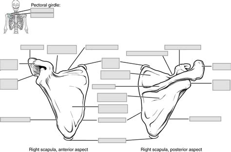 Scapula Anatomy Unlabeled