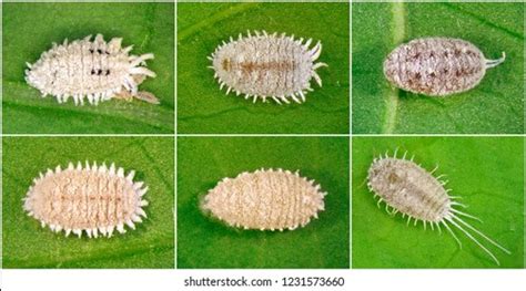 Pineapple Mealybug Dysmicoccus Brevipes Hemiptera Pseudococcidae 스톡 사진