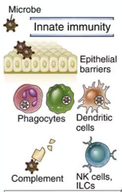 Immunology Flashcards Quizlet