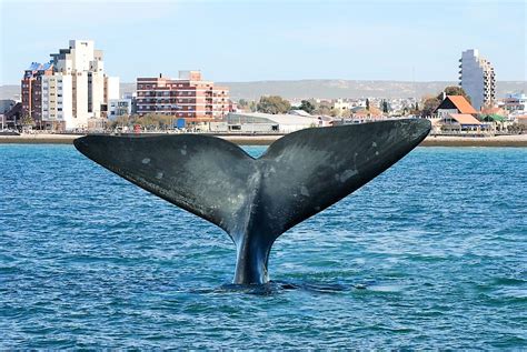 Puerto Madryn naturaleza sin límites