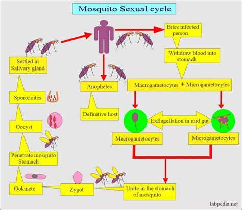 Malarial Parasite Part 3 Plasmodium Vivax Benign Tertian Malaria