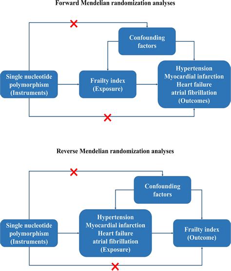 The Bidirectional Association Between Frailty Index And Cardiovascular