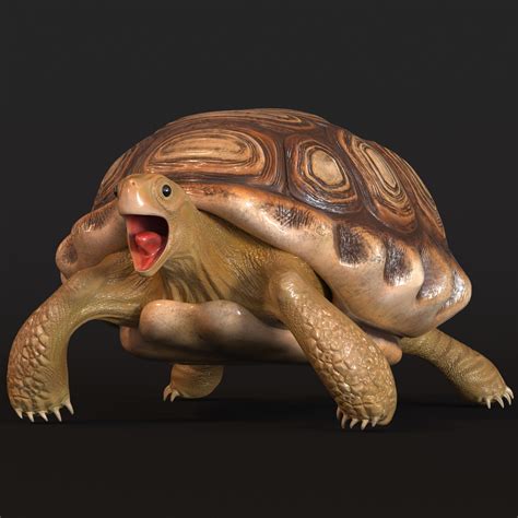 Reptilia Turtle 3d Model Low Poly Cgtrader