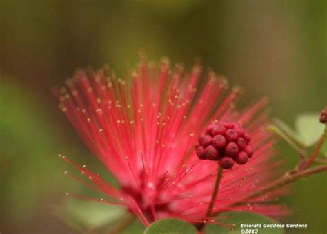 A Red Flower With Green Leaves In The Background