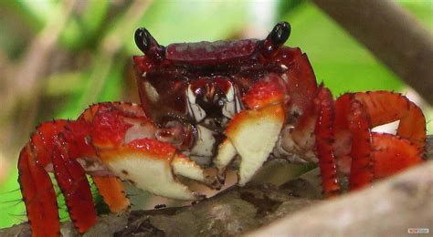 Cangrejos De Manglar Todo Lo Que Debes Saber De Esta Especie