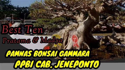 Inspirasi Bonsai Juara Pameran Dan Kontes Bonsai Nasional PPBI