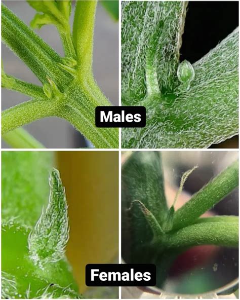 Since Some People Have A Problem Sexing Their Plants Here Is The Best Comparison Photo For