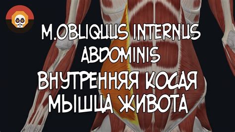 M Obliquus Internus Abdominis D