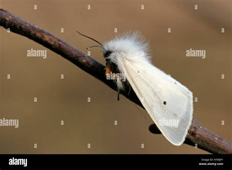 White Ermine Spilosoma Lubricipeda Moth Engbertsdijksvenen