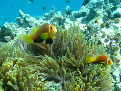 Fotos gratis agua Oceano submarino biología pescado Arrecife de