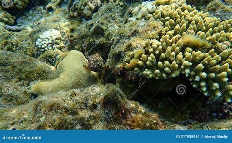 Greasy Grouper Or Arabian Grouper Or Greasy Rockcod Epinephelus Tauvina