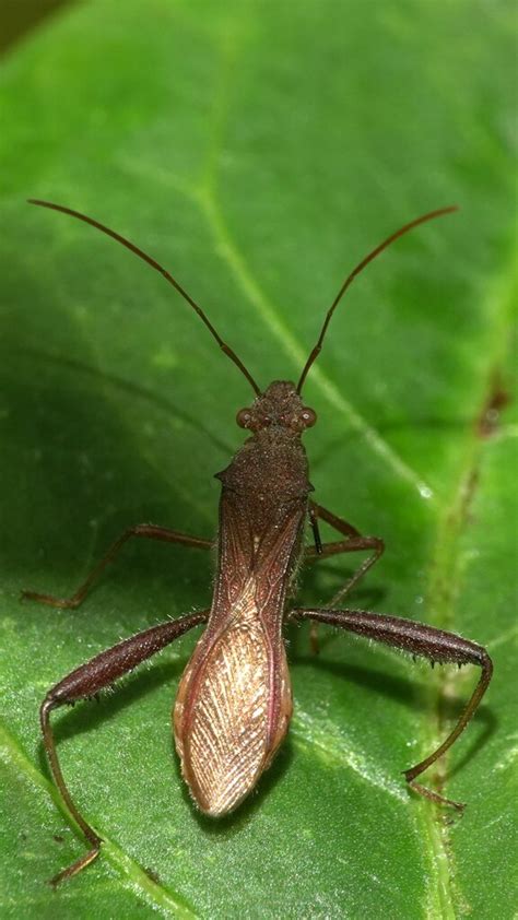 Riptortus Linearis From Birdsong Kankavali On January At