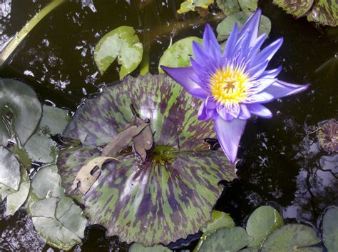 Безплатна снимка : цвят, цвете, венчелистче, ботаника, водно растение ...