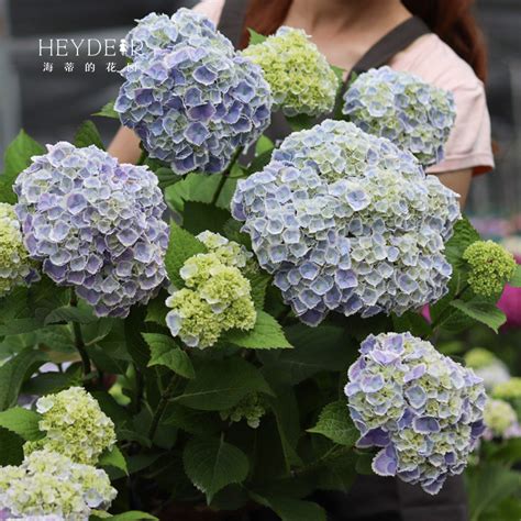 海蒂的花园蒙娜丽莎可调色大花绣球阳台庭院木本花卉植物盆栽苗 虎窝淘