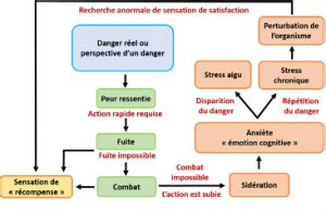 Anatomie et physiologie du stress aiguë et chronique CléPsy CléPsy