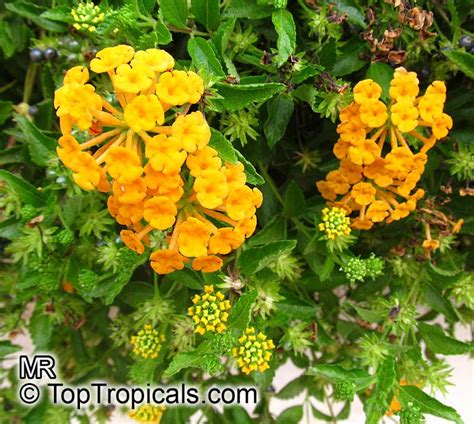 Lantana Montevidensis Lantana Sellowiana Trailing Lantana