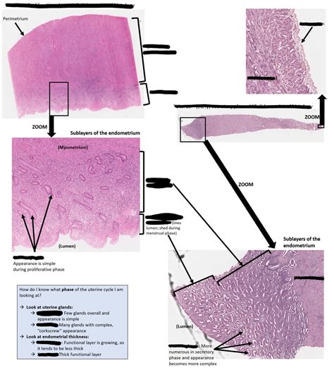 Female Reproductive Histology Diagram | Quizlet