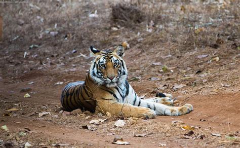 Bandhavgarh Tiger Reserve