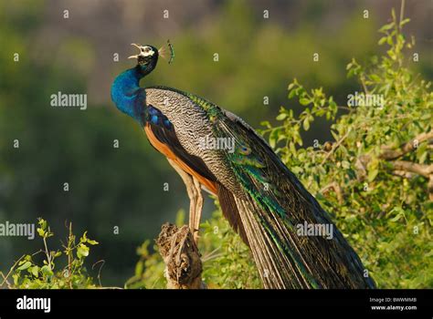 Indian Peafowl Pavo Cristatus Adult Male Calling At Dawn Yala West