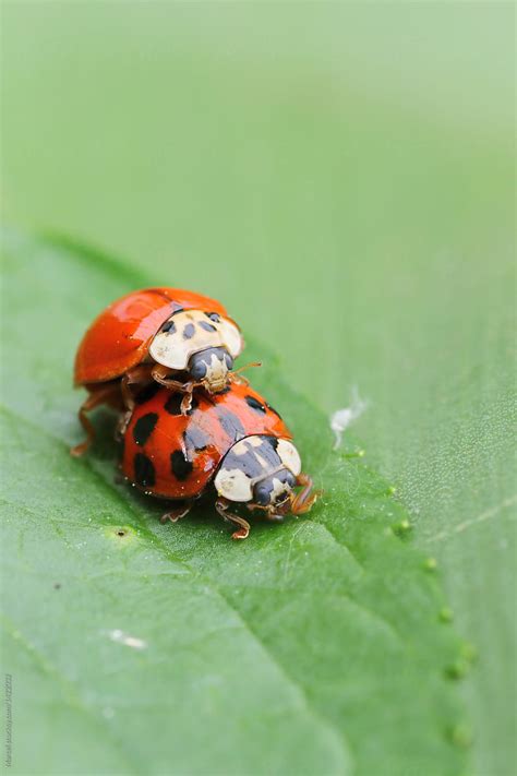 Bug Porn By Stocksy Contributor Marcel Stocksy