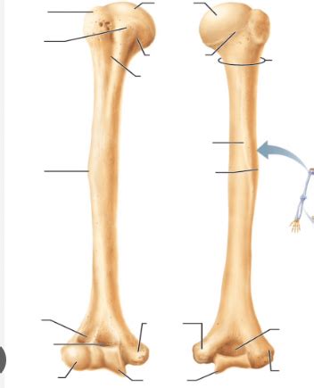 Humerus bone Diagram | Quizlet