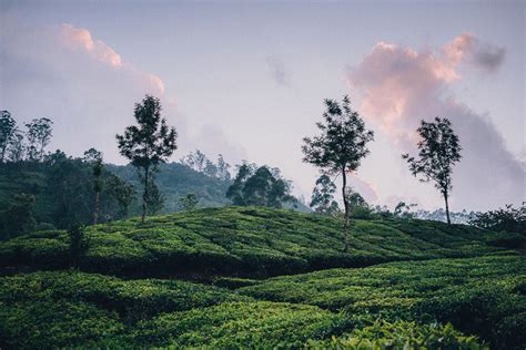 Tea plantations. India on Behance