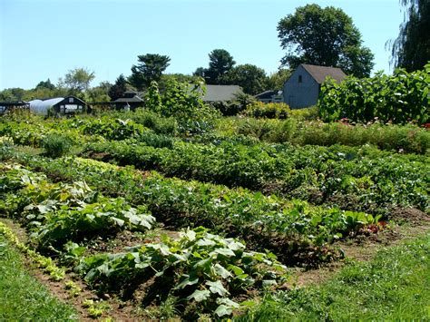 SNUG HARBOR FARM: Vegetables on Display