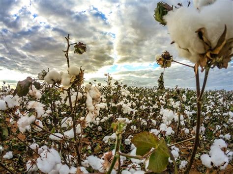 Fondo Di Struttura Della Piantagione Del Campo Del Cotone Immagine