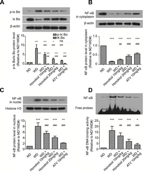 Effect Of Honokiol On The Activation Of Nf B Signaling Pathway In Mice