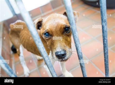 Perro residente fotografías e imágenes de alta resolución - Alamy