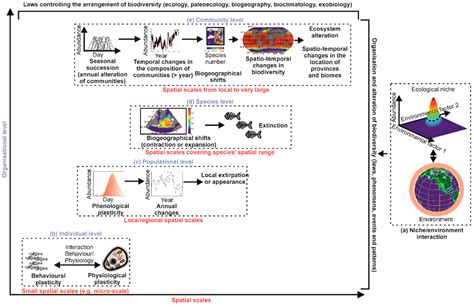 Biology Free Full Text Towards An Understanding Of Large Scale