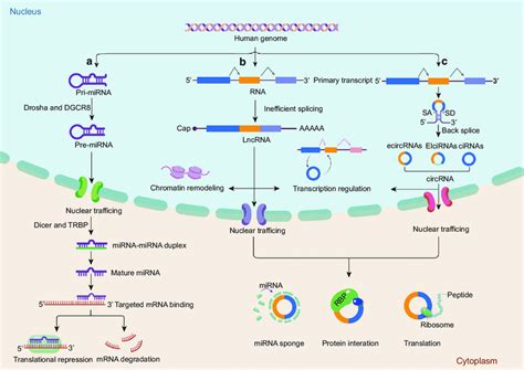 The Biogenesis And Functions Of Mirnas Lncrnas And Circrnas A