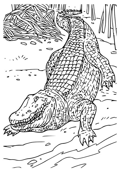 Free Printable Alligator Real Coloring Page Sheet And Picture For