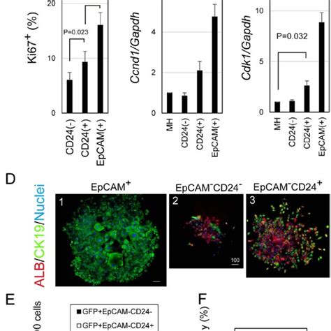 Sox9 EpCAM Biphenotypic Hepatocytes Are Separated Into CD24 And