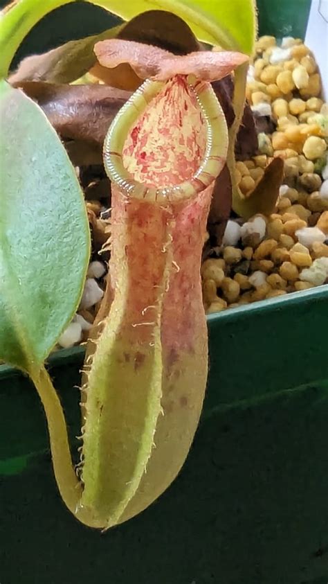 N Northiana X Veitchii