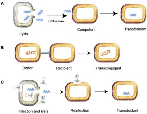 Main Routes Of Horizontal Gene Transfer A Transformation Takes Place