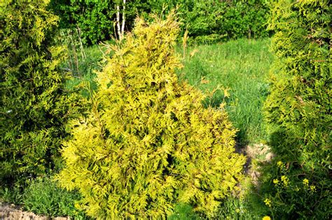 Туя западная Еллоу Рибон (Thuja occidentalis Yellow Ribbon) - Хвойные ...
