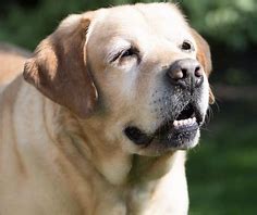 Sabes cuáles son los cuidados que debes tener con tu mascota senior