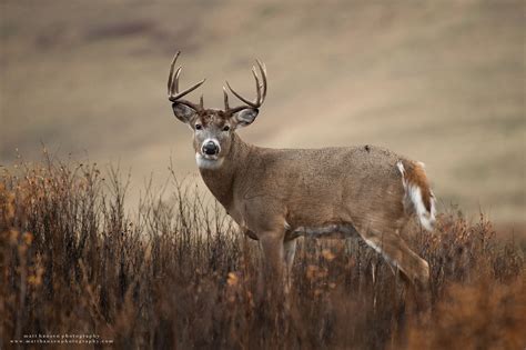 Professional Whitetail Deer Photography | Matt Hansen Deer Photography, White Tail, Art ...