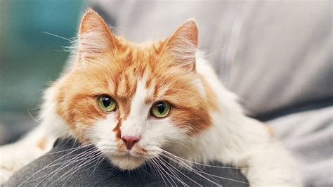 Årets mest populære kattenavne: Er din kat med på listen?