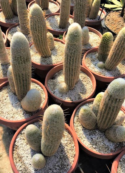 Espostoa Lanata The Cactus King Gardners Romantic Art Kermit