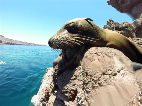 Isla Espiritu Santo sealion snorkeling tour in Mexico from $80 - AWE365