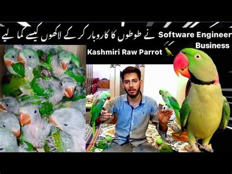 How To Breed Kashmiri Raw Parrot Parrot Business In Pakistan Pure