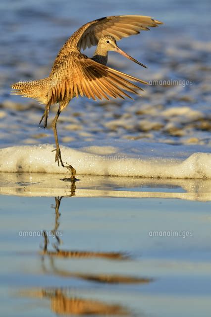 Marbled Godwit Limosa Fedoa Foraging At Low Tide On Sandy Beach