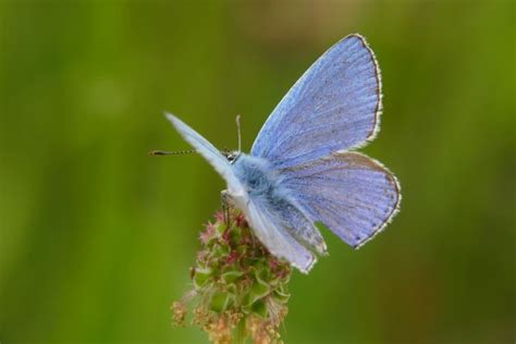 Free Images Nature Wing Flower Insect Blue Moth Fauna