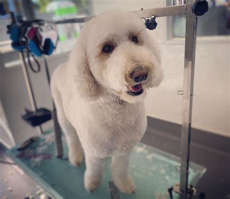 clippers   labradoodle top  picks   love doodles