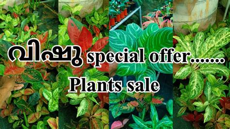 Special Offer Aglaonema Sale Aglaonema Baby