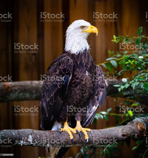 Magistic Bald Eagle Side Profile Stock Photo Download Image Now